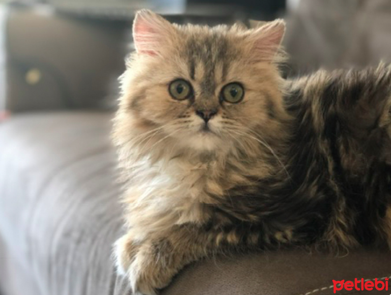 Chinchilla, Kedi  Hera fotoğrafı