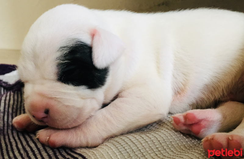 Dogo Arjantin, Köpek  Korsan dogi fotoğrafı