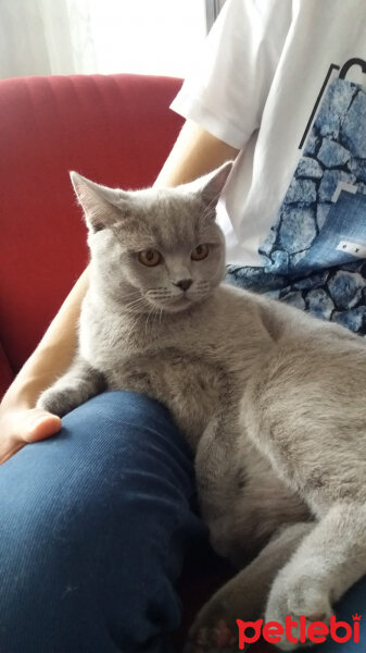 British Shorthair, Kedi  Gümüş fotoğrafı