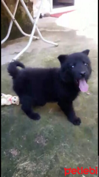 Belçika Groenendael, Köpek  Gölge fotoğrafı