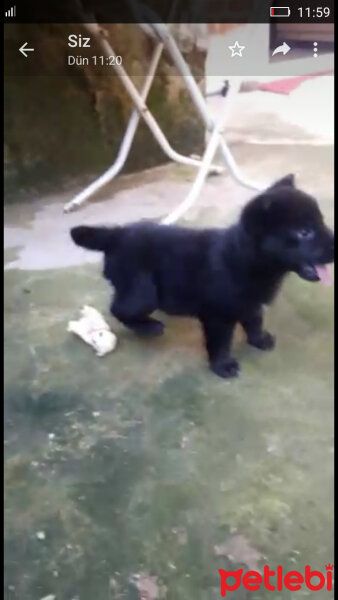 Belçika Groenendael, Köpek  Gölge fotoğrafı