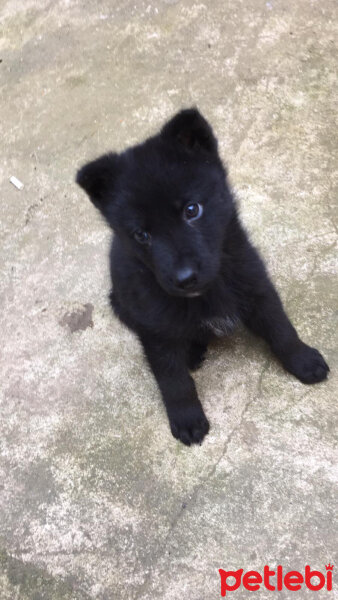 Belçika Groenendael, Köpek  Gölge fotoğrafı