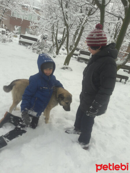 Sokö (Sokak Köpeği), Köpek  Aşil fotoğrafı