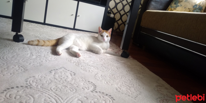Tekir Kedi, Kedi  Pırıl fotoğrafı