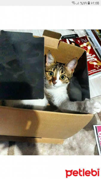 Tekir Kedi, Kedi  Puding fotoğrafı