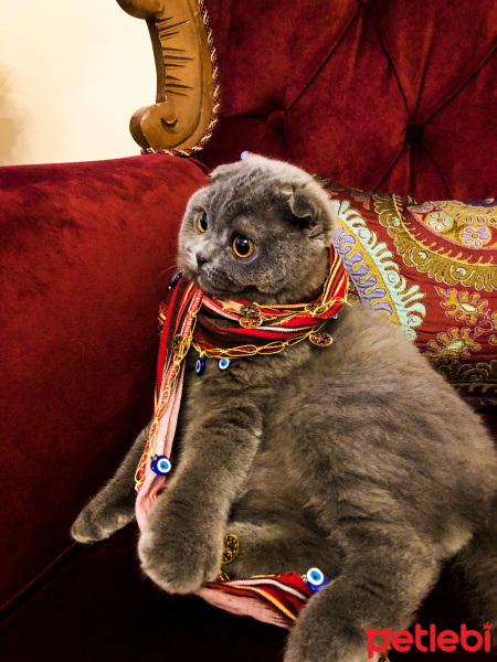 Scottish Fold, Kedi  Leo fotoğrafı