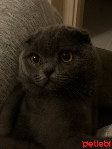 Scottish Fold, Kedi  Leo fotoğrafı