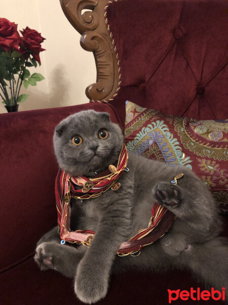 Scottish Fold, Kedi  Leo fotoğrafı