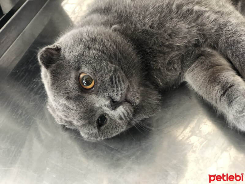 Scottish Fold, Kedi  Leo fotoğrafı