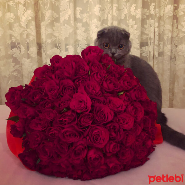 Scottish Fold, Kedi  Leo fotoğrafı