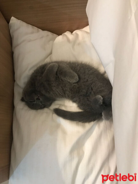 Scottish Fold, Kedi  Leo fotoğrafı