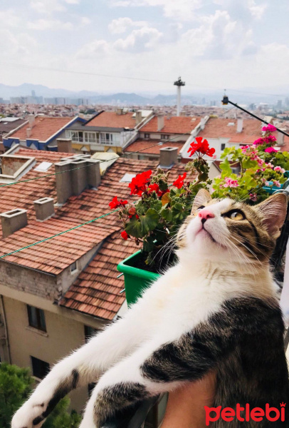 Tekir Kedi, Kedi  Mıncırık fotoğrafı
