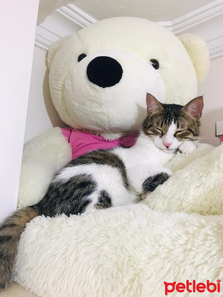 Tekir Kedi, Kedi  Mıncırık fotoğrafı