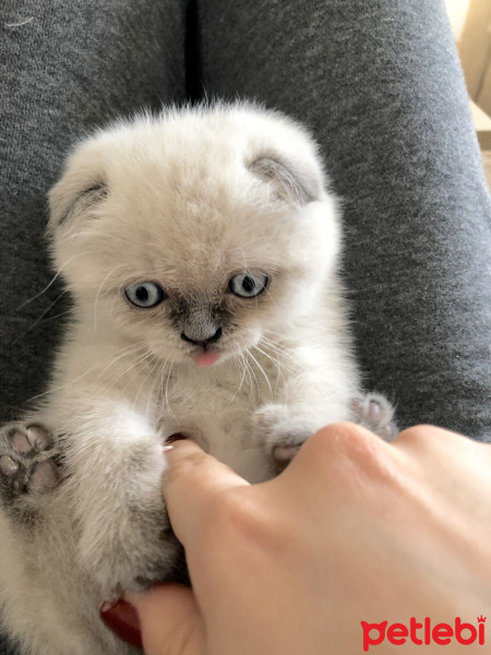 Scottish Fold, Kedi  Chucky fotoğrafı