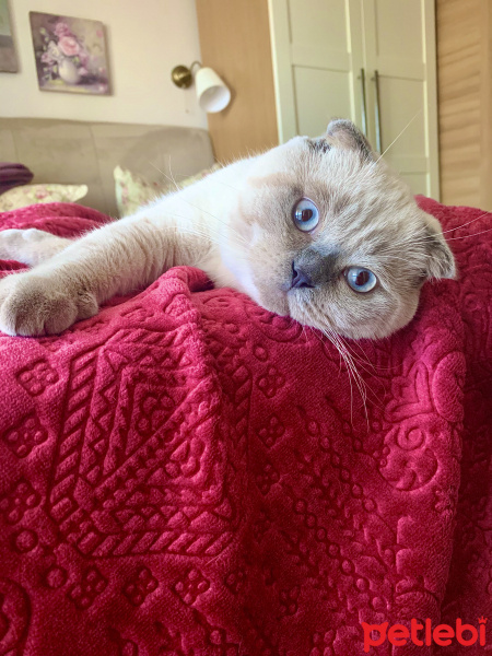 Scottish Fold, Kedi  Chucky fotoğrafı