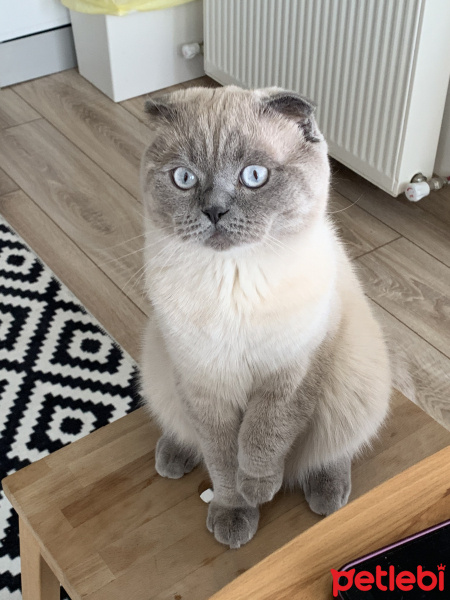 Scottish Fold, Kedi  Chucky fotoğrafı