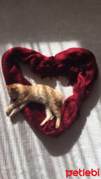 Tekir Kedi, Kedi  bal fotoğrafı