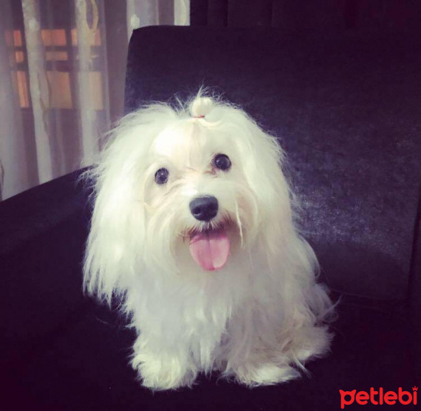 Maltese, Köpek  Maya fotoğrafı