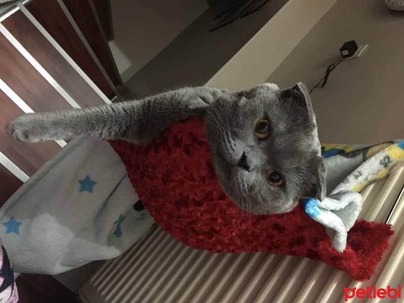 Scottish Fold, Kedi  Alex fotoğrafı