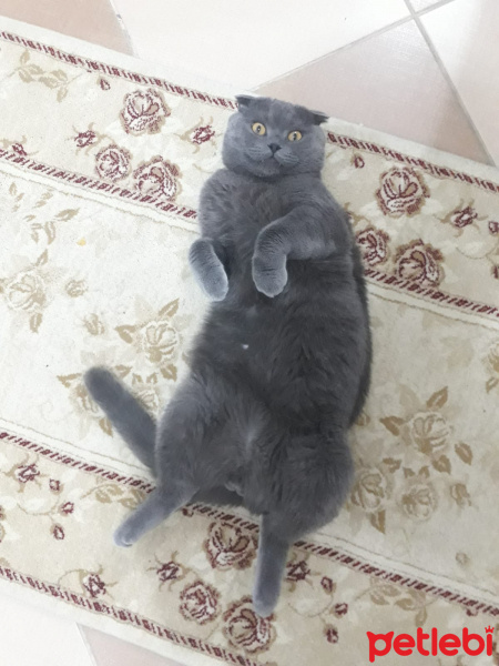 Scottish Fold, Kedi  Alex fotoğrafı