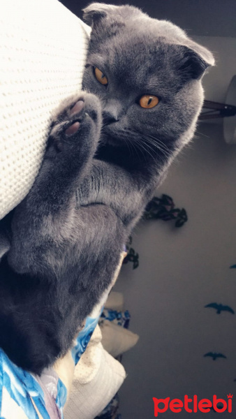 Scottish Fold, Kedi  Alex fotoğrafı