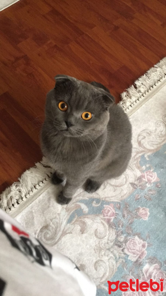 Scottish Fold, Kedi  Alex fotoğrafı