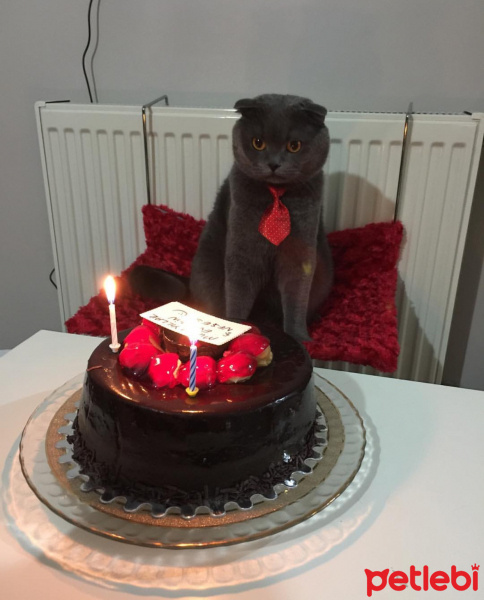 Scottish Fold, Kedi  Alex fotoğrafı