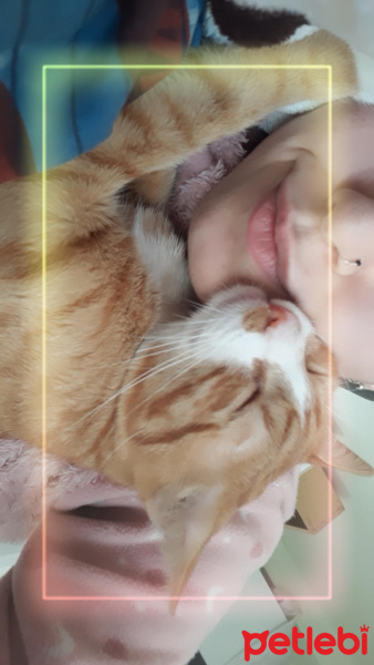 Sarman, Kedi  Tarçın fotoğrafı