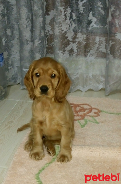 İngiliz Cocker Spaniel, Köpek  Lesi fotoğrafı