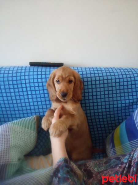 İngiliz Cocker Spaniel, Köpek  Lesi fotoğrafı