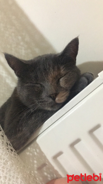 Tekir Kedi, Kedi  Salem fotoğrafı