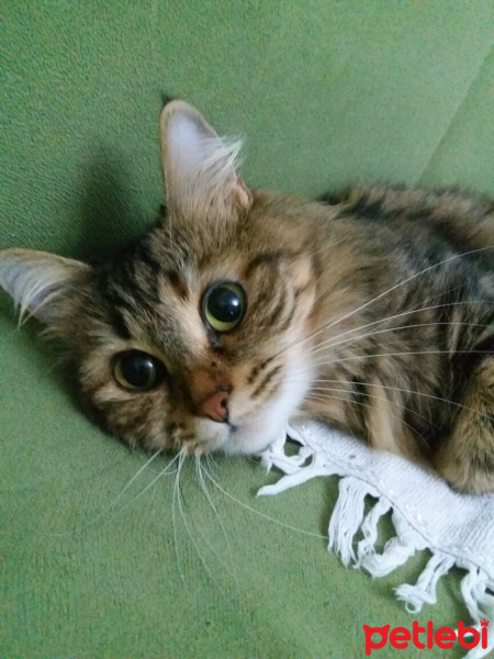 Maine Coon, Kedi  Melisa fotoğrafı