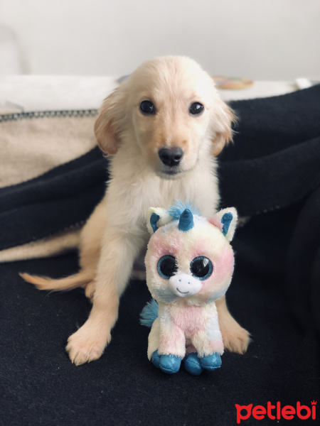 Golden Retriever, Köpek  Cookie fotoğrafı