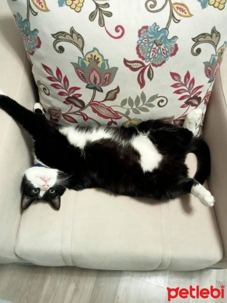 Tekir Kedi, Kedi  Zeytin fotoğrafı