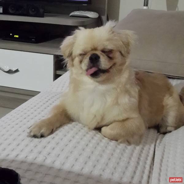 Pekingese, Köpek  Pamuk  fotoğrafı