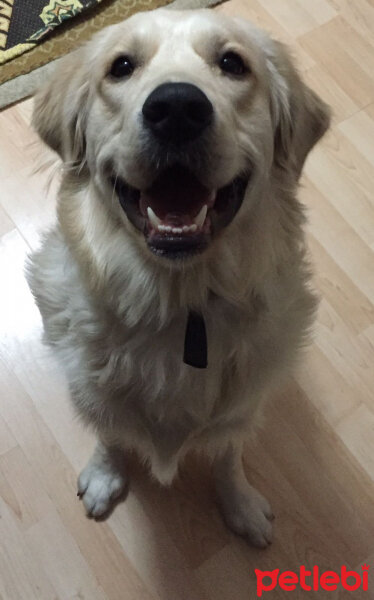 Golden Retriever, Köpek  Oscar Marcus fotoğrafı