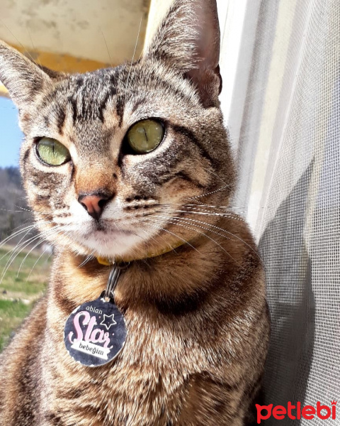Tekir Kedi, Kedi  Lucy fotoğrafı