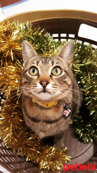 Tekir Kedi, Kedi  Lucy fotoğrafı