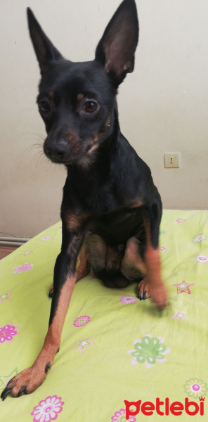 Doberman Pinscher, Köpek  Çiko fotoğrafı