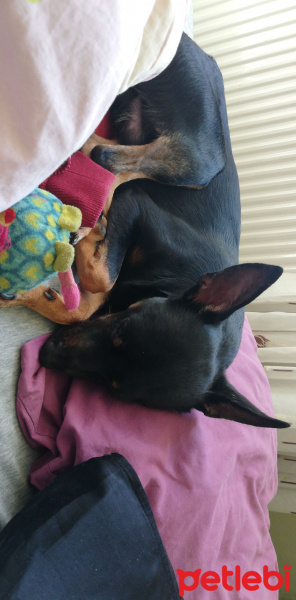 Doberman Pinscher, Köpek  Çiko fotoğrafı