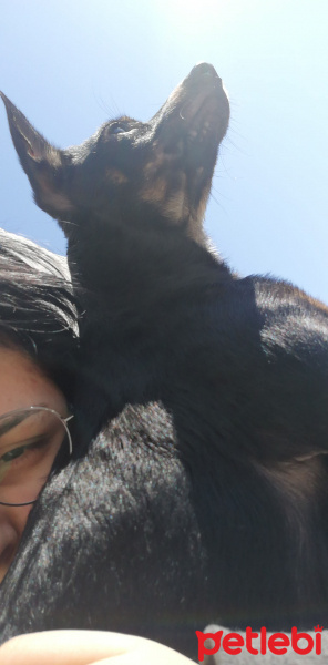 Doberman Pinscher, Köpek  Çiko fotoğrafı