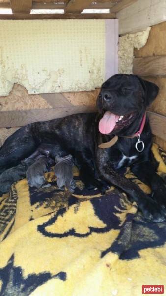 Cane Corso Italiano, Köpek  paşa fotoğrafı