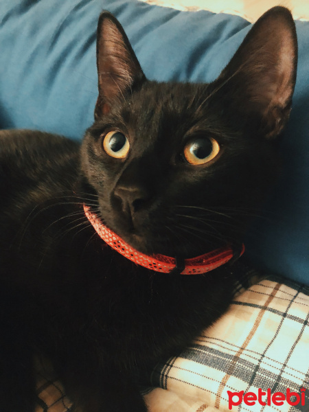 Tekir Kedi, Kedi  Bal fotoğrafı