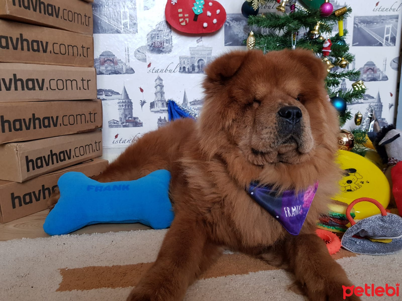 Chow Chow (çin Aslanı), Köpek  Frank fotoğrafı