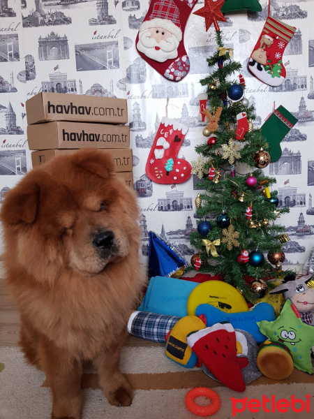 Chow Chow (çin Aslanı), Köpek  Frank fotoğrafı
