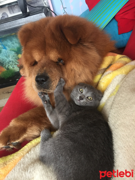 Chow Chow (çin Aslanı), Köpek  Frank fotoğrafı
