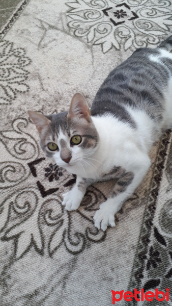 Tekir Kedi, Kedi  Minder fotoğrafı