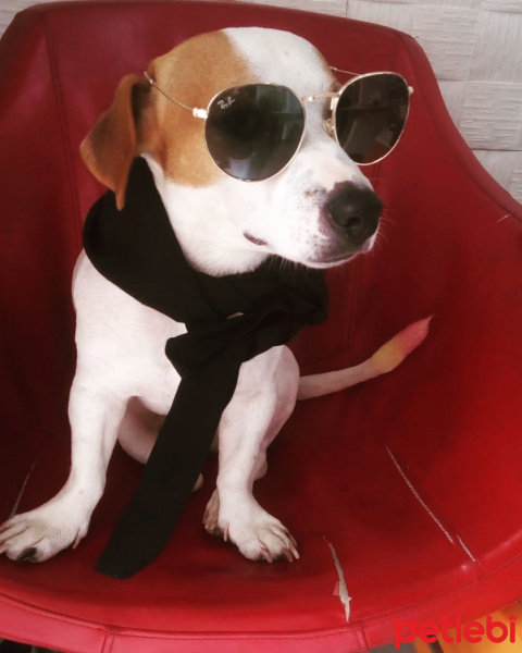 Jack Russell Terrier, Köpek  Maylo fotoğrafı