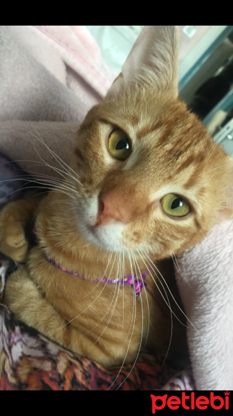 Tekir Kedi, Kedi  Pati fotoğrafı