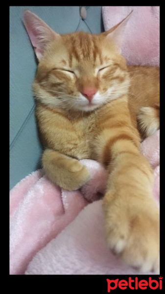 Tekir Kedi, Kedi  Pati fotoğrafı